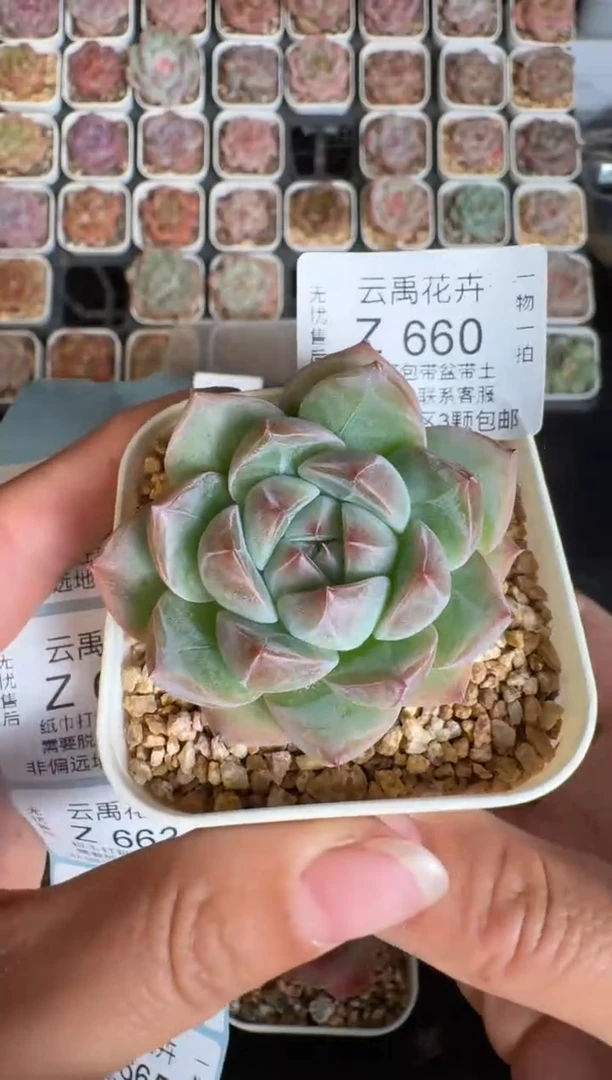 660Z 珍妮多肉(6.5cm杯）一物一拍 带盆土发