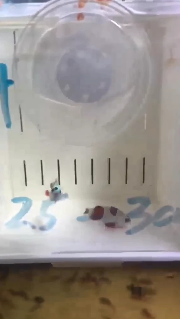 海水84号盒子 2.5-3 全品熊猫