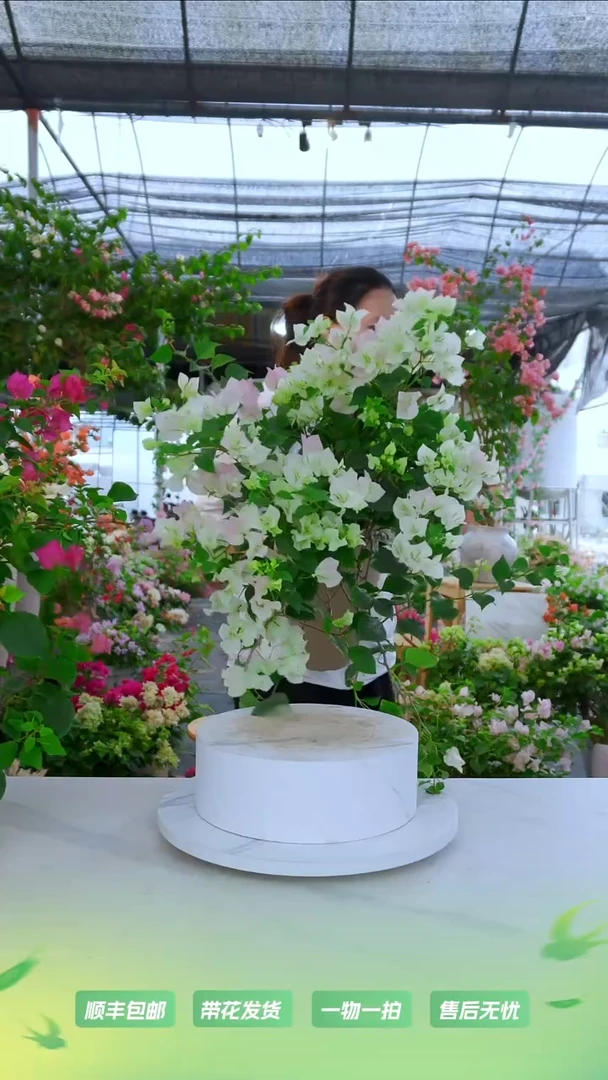 大部分开放少量花苞绿樱