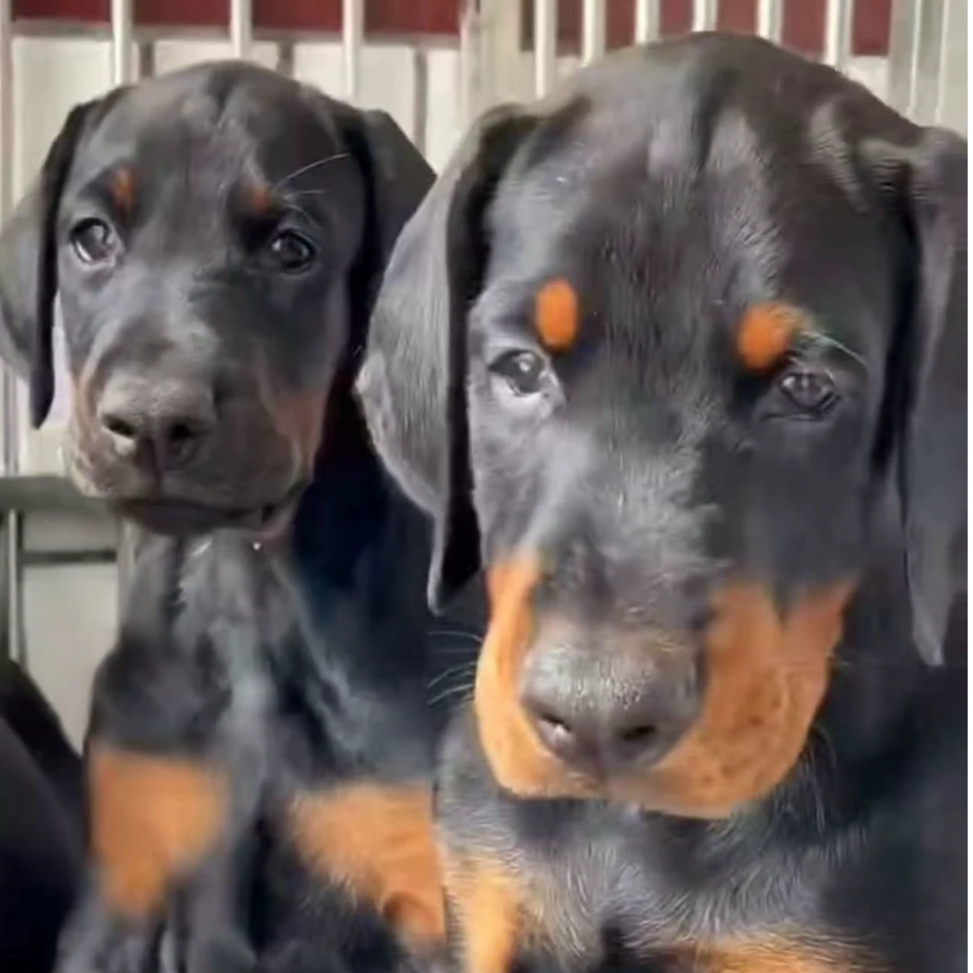 杜宾舒克宠物狗狗高级宠物伴侣犬大型犬宠物看家护院