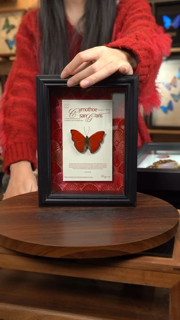 血漪蛱蝶红布底新版本