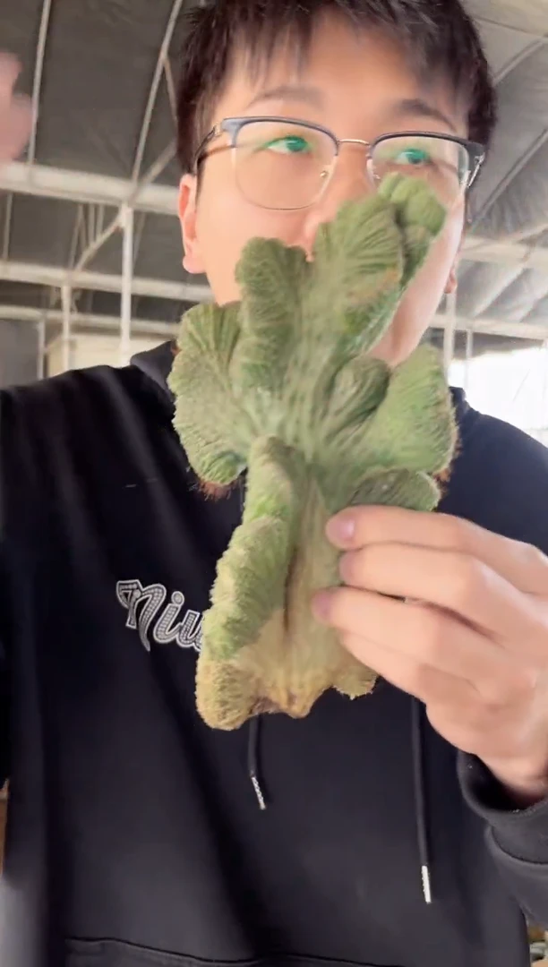 【闪购商品】五指山【无根】