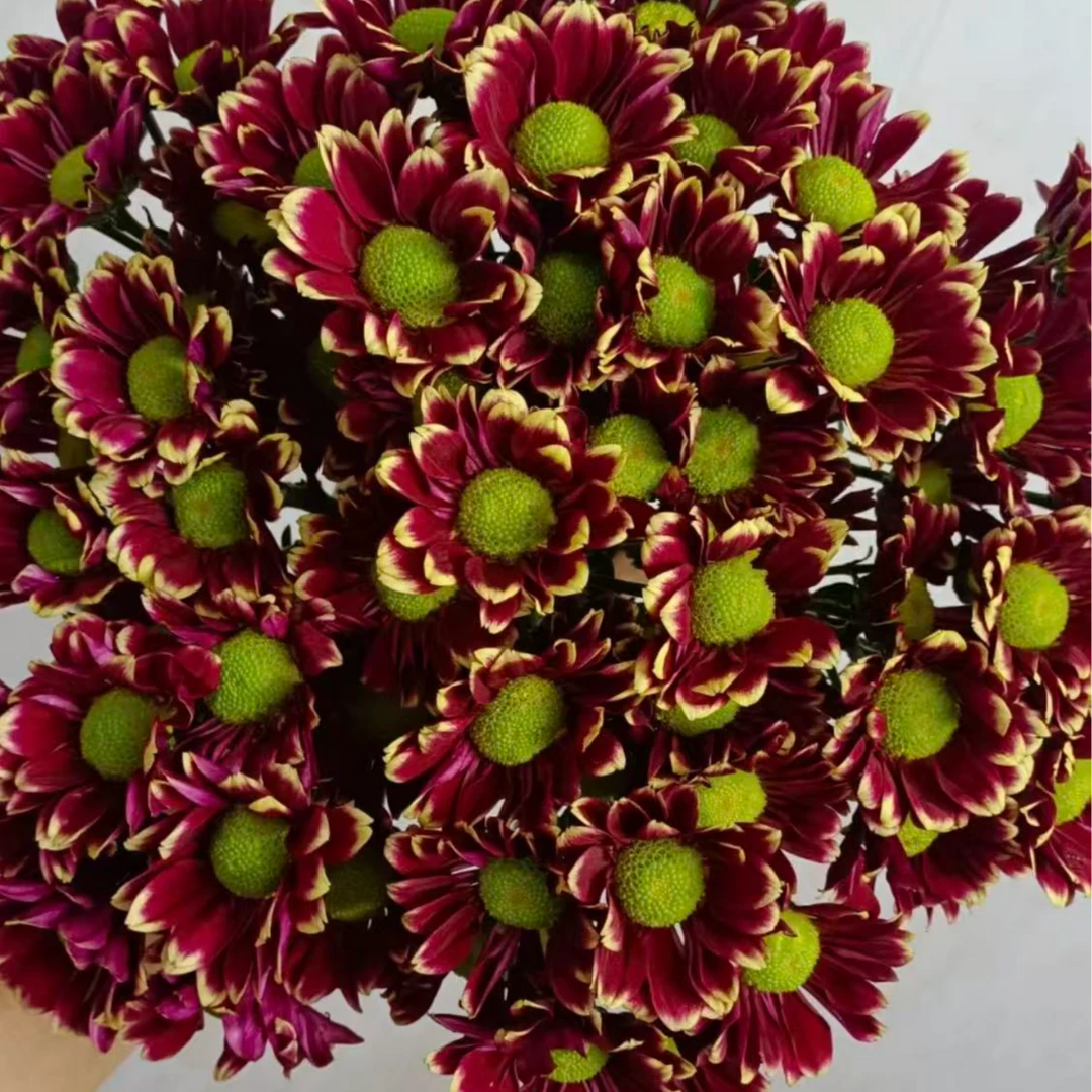 A级稀有金边多头匹诺曹小雏菊