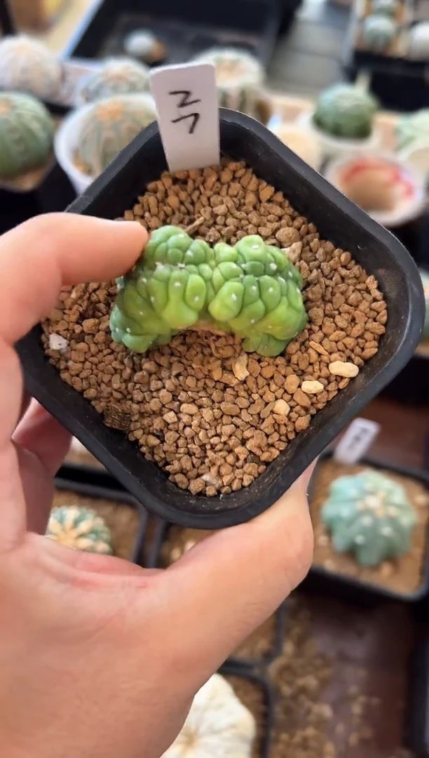 悟空翠皮缀化实生根星 27