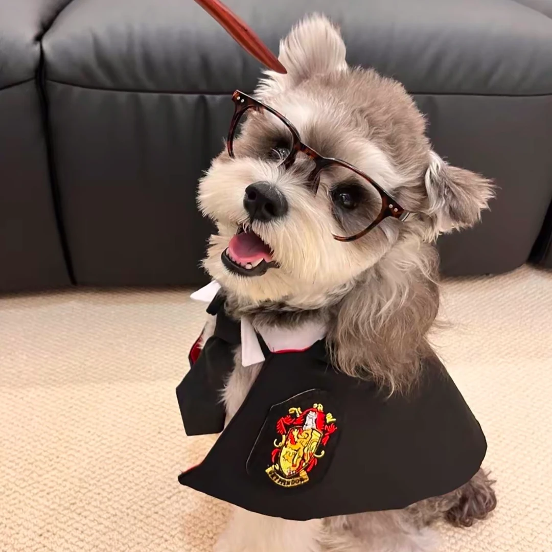 【大明宠物专属】~萌系雪纳瑞   全系颜色  狗狗活体