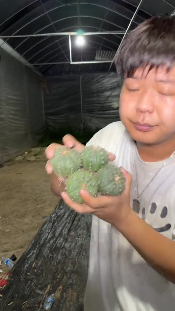 4颗 实生根 星兜 4-6cm