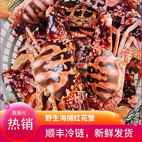 大号野生海捕鲜活红花蟹 江浙沪皖充氧活发（保鲜不保活）顺丰速运