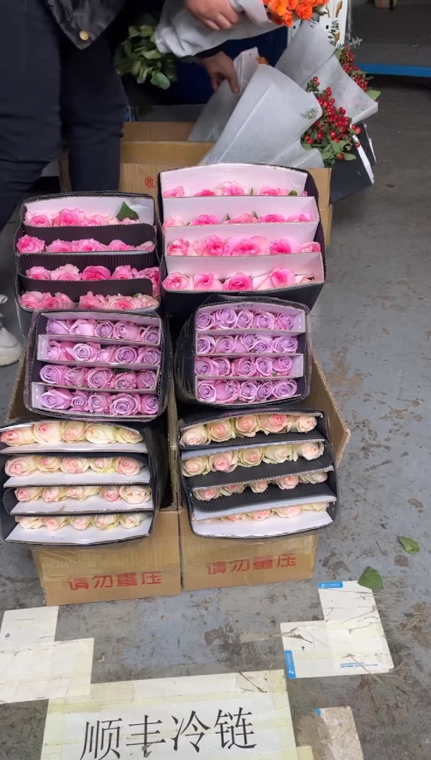 小白兔20枝+海洋之歌20枝+洛神20枝