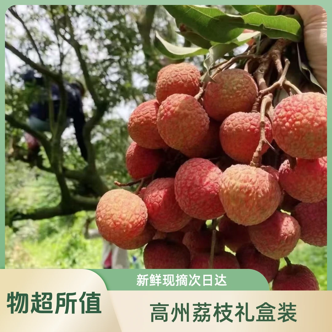 礼盒装次日达高州根子老树白糖罂荔枝新鲜现摘现发3-5斤装广东省