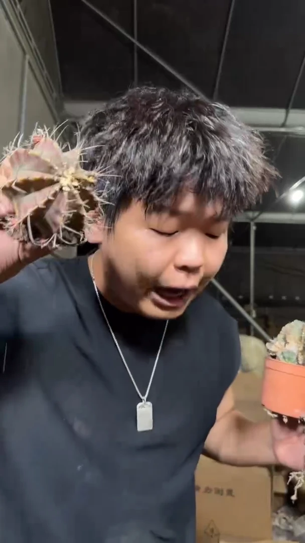 3颗 5-7cm 牡丹【实生根】品种不指定