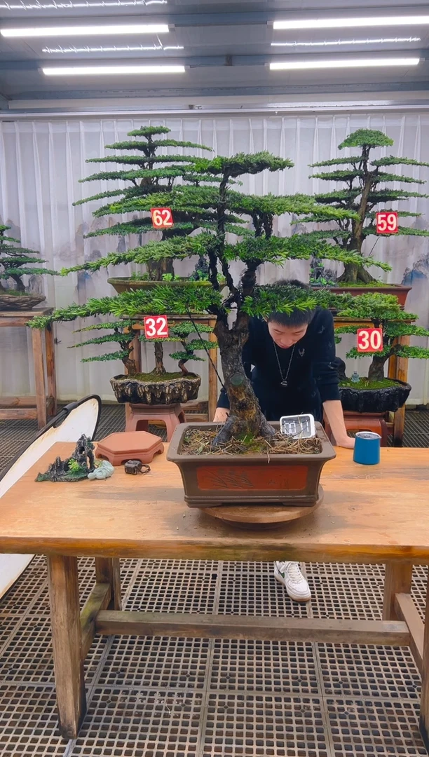 无花朵精品盆景直播间一物一拍