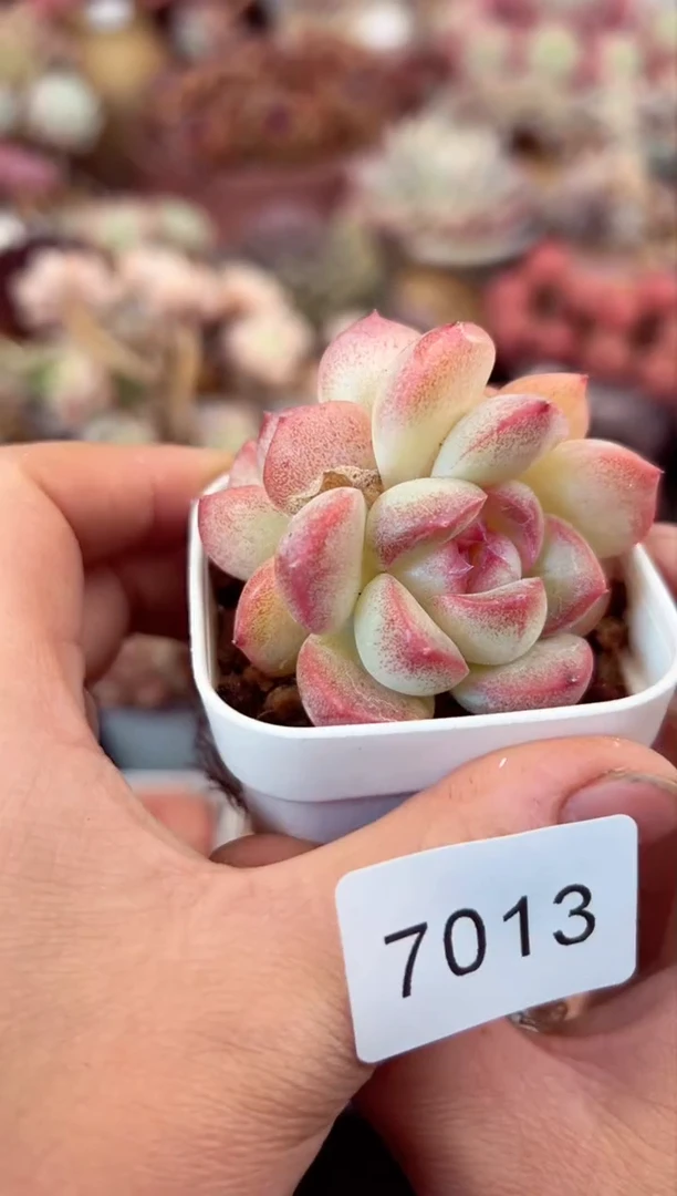 【闪购商品】7013双头多肉