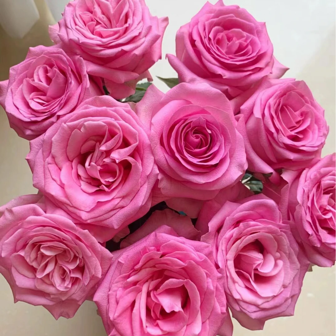 苏醒玫瑰        相同地址任意两单送配草一束