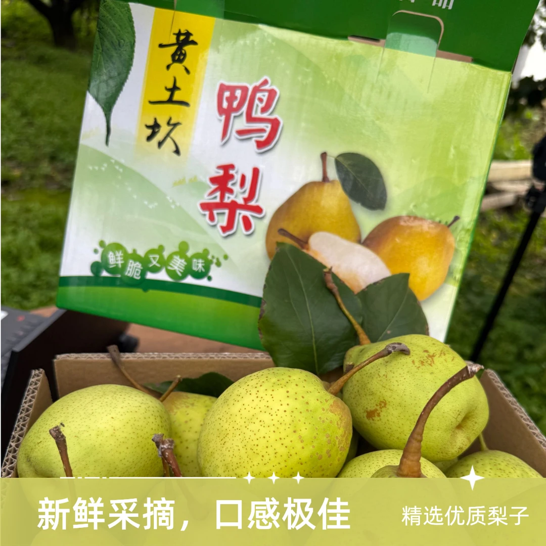 黄土坎鸭梨《产地直发》密云特产北京市