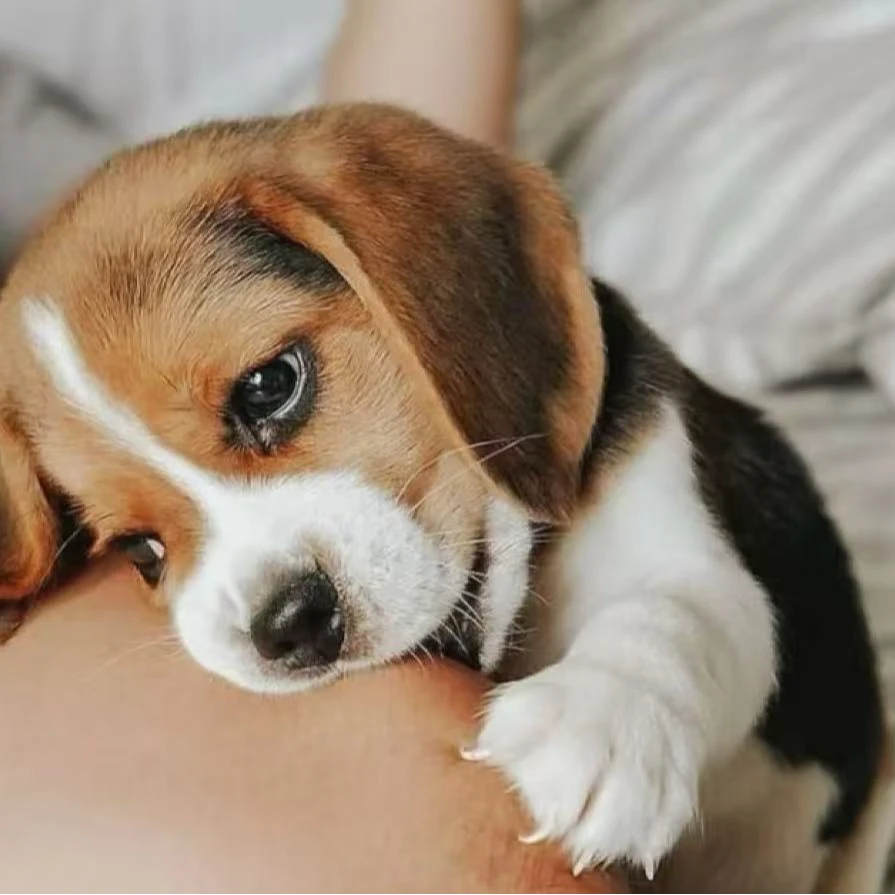 比格犬米格鲁犬猎兔犬大耳朵狗