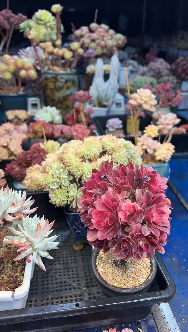 【闪购商品】772不带盆