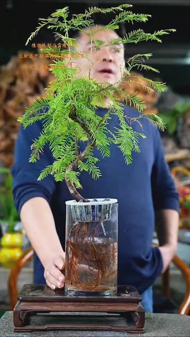 完全开放水杉371+