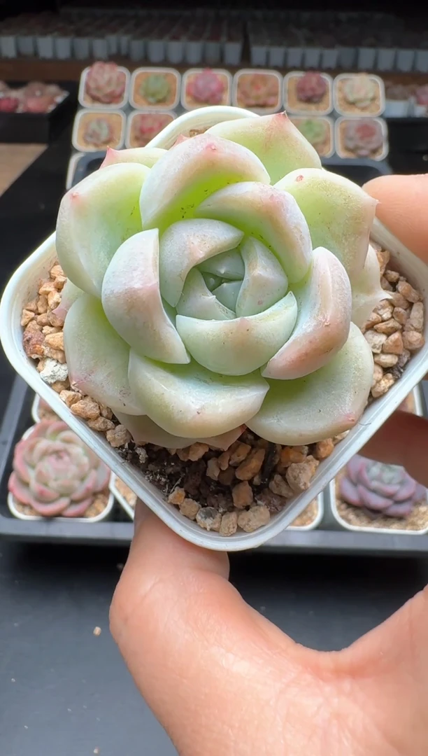 【闪购商品】822A物拍多肉带盆土6.5杯拍3颗包柚