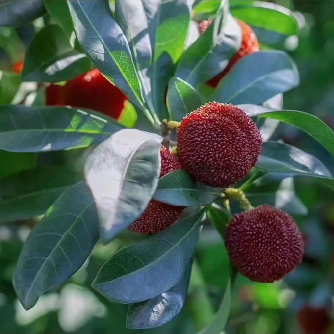 广东粤北高山东魁杨梅新鲜采摘可口多汁当季应季水果真空冷链运输