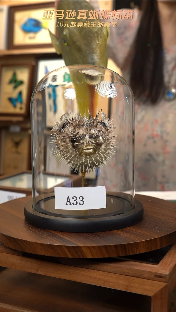 动物标本摆件竞拍a33