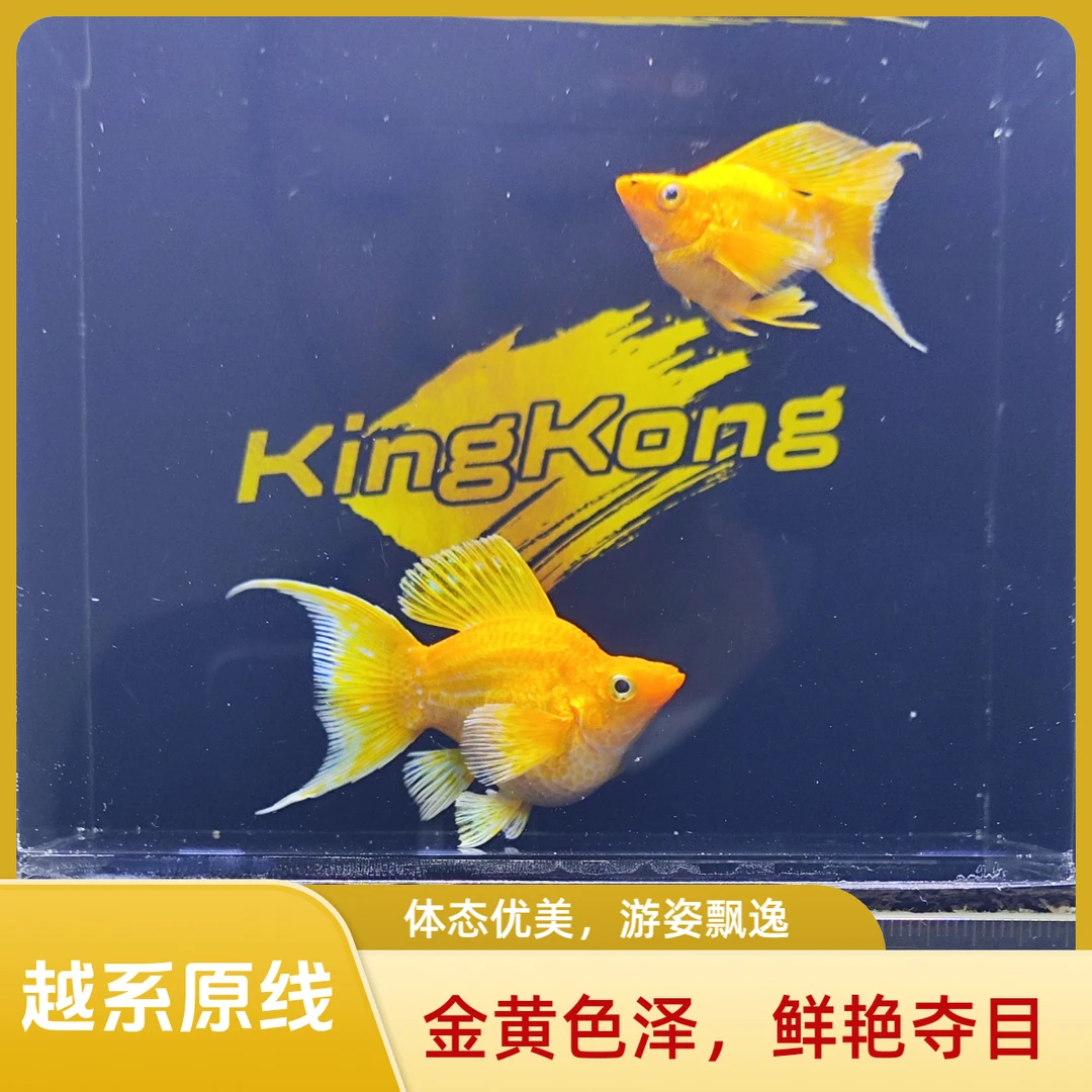 越系原线黄金球体玛丽鱼越系原线精品玛丽球黄金玛丽球孔雀鱼