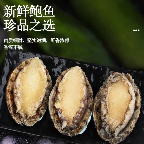 【丰鲍】东山岛深海冷链速冻鲍鱼4-5cm左右3