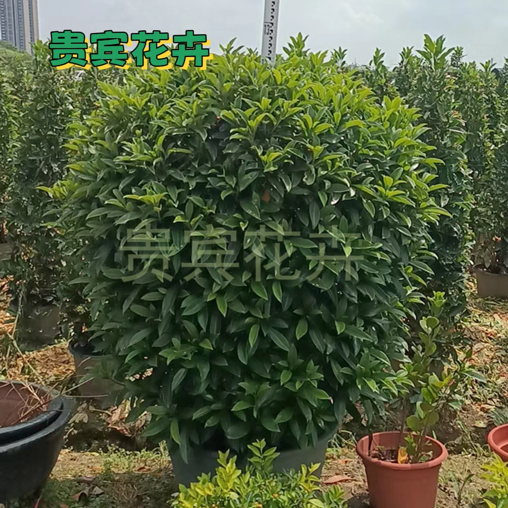 非洲茉莉树苗别墅庭院围墙植物室外大型盆栽绿植盆景四季常青灰莉