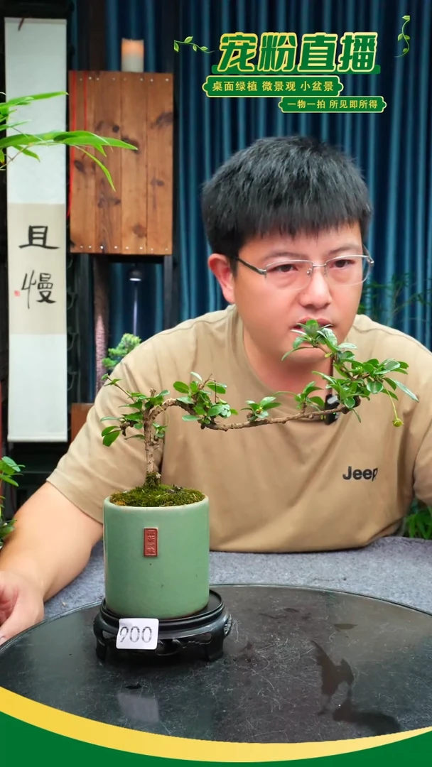 无花朵采****菇苔藓微景观900号