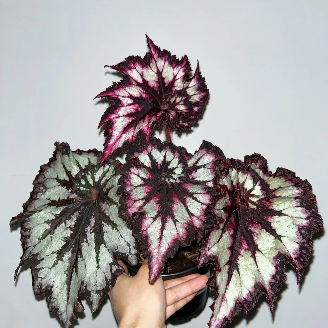 暗夜星空网红ins风秋海棠绿植盆栽室内观赏花卉耐阴好养易活