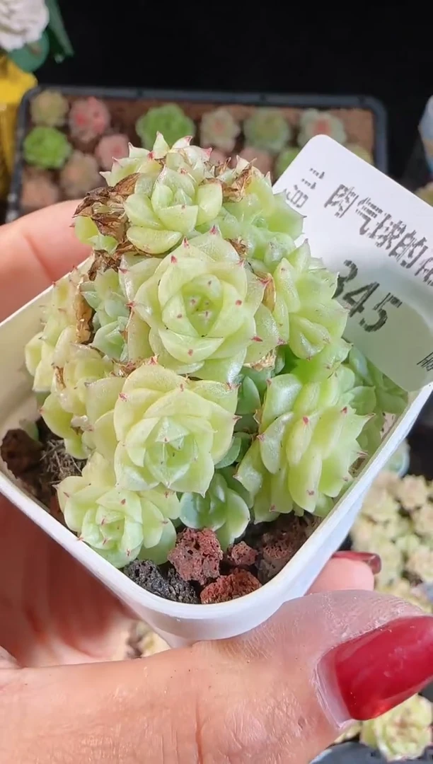 1113-3445群生不包整