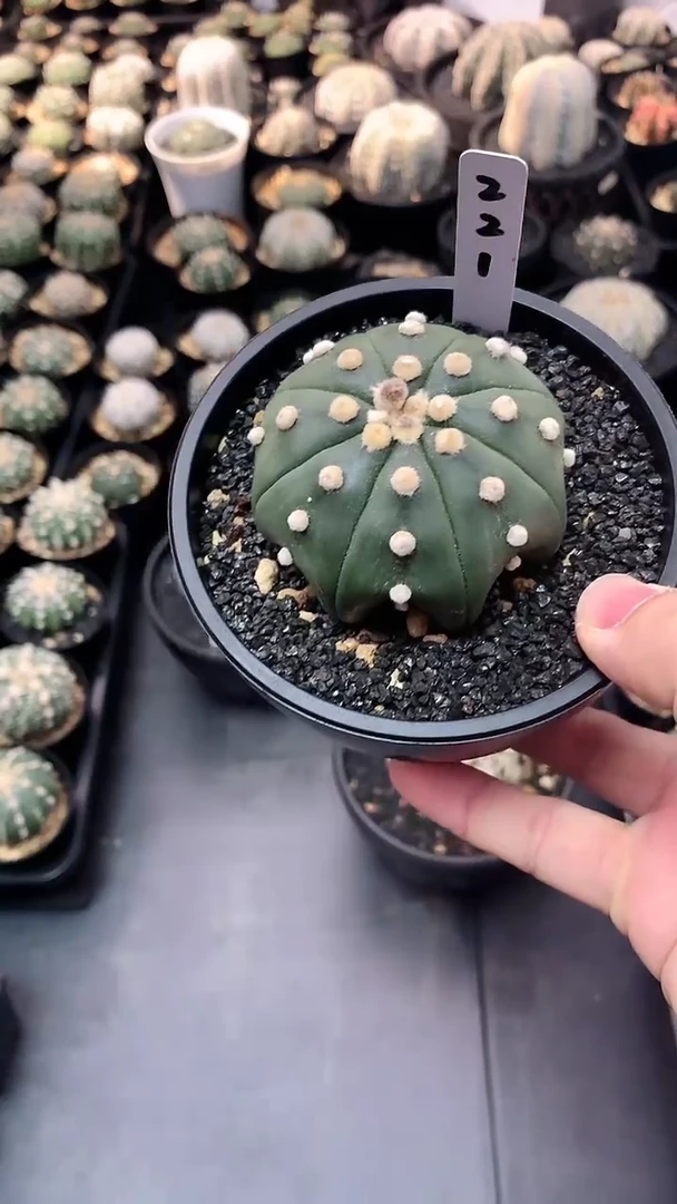 【闪购商品】实生星兜编码221