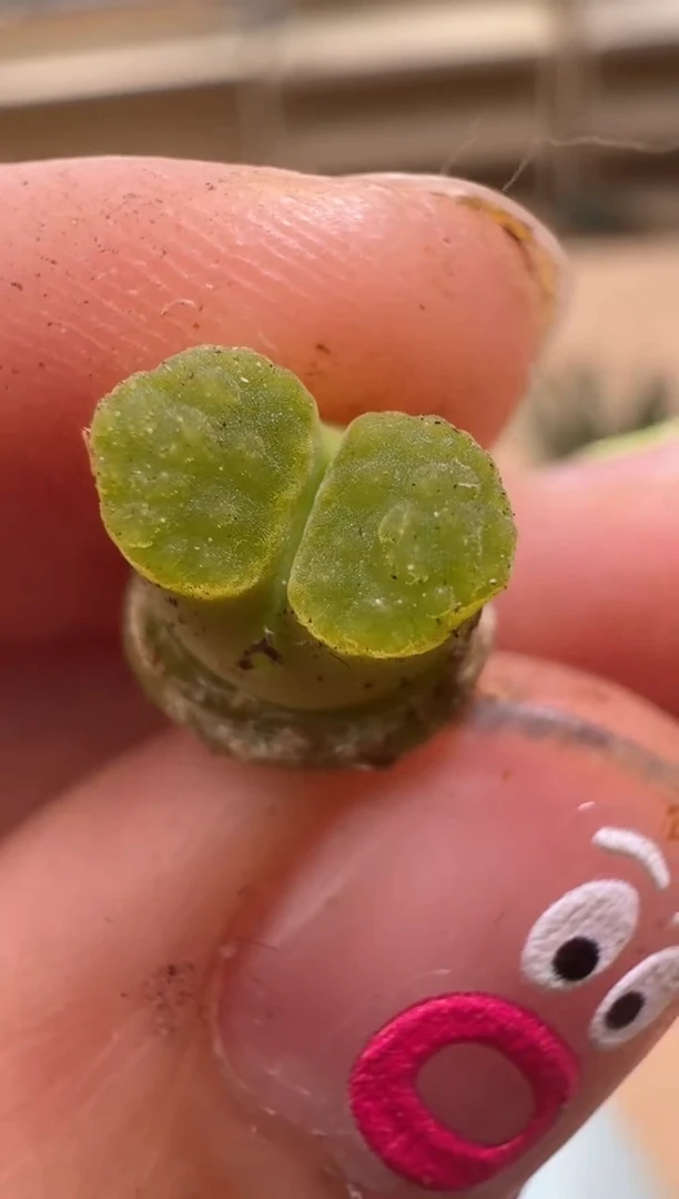 【闪购商品】16-23云朵