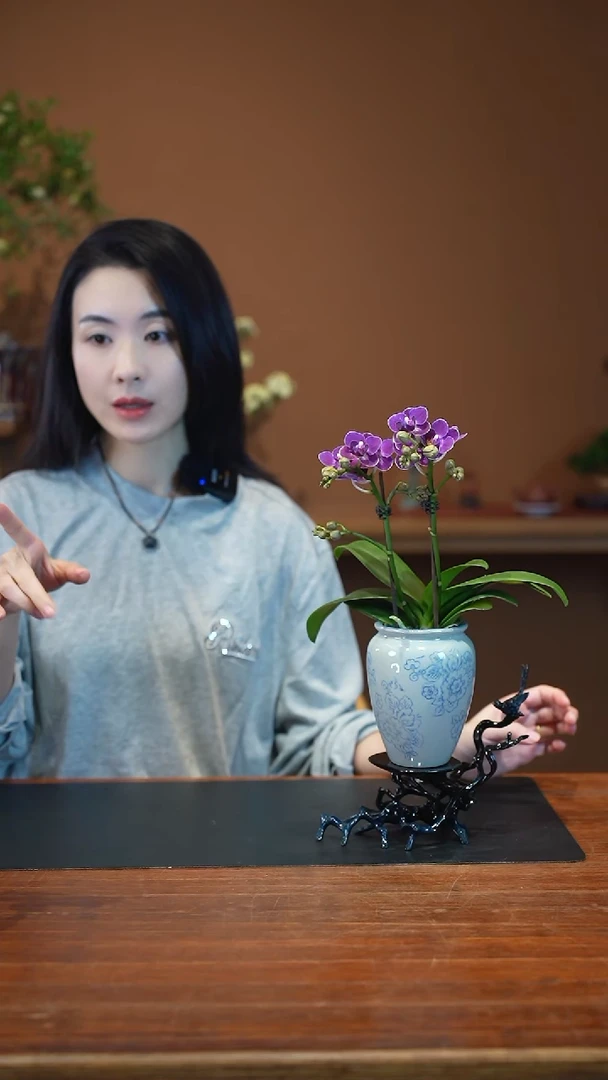 全部花朵蝴蝶兰盆景盆景盆景