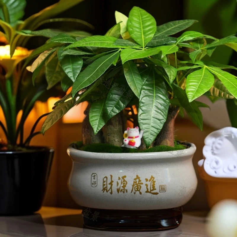 财源广进发财树好养盆栽带陶瓷盆办公家用美化绿植