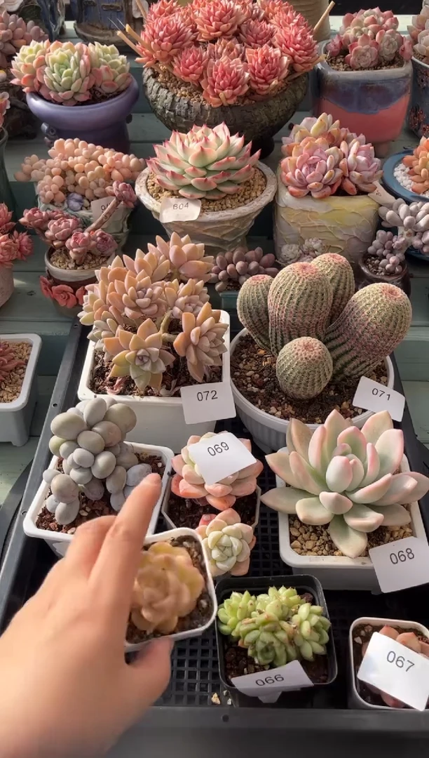 066群生厚叶乌木多肉