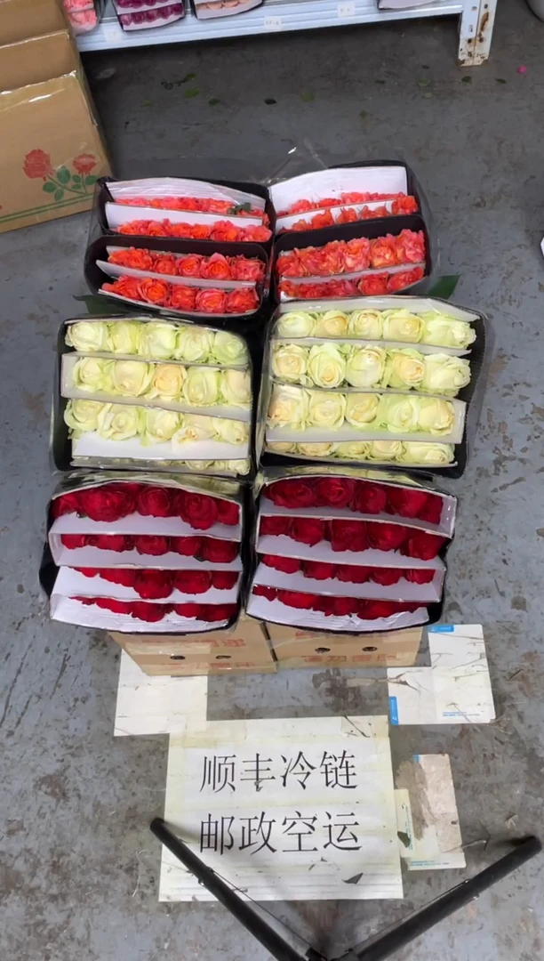 高原红20枝+香槟20枝+火灵鸟20枝