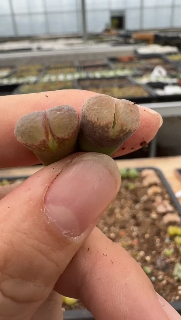 【闪购商品】6--62