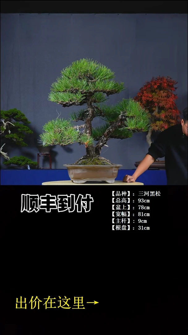 无花朵三河黑松bubaoyou