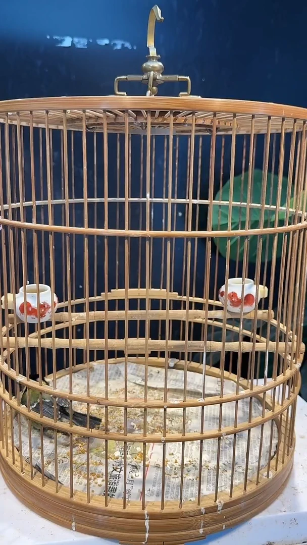 虎皮鹦鹉48号绿背养笼0元起拍