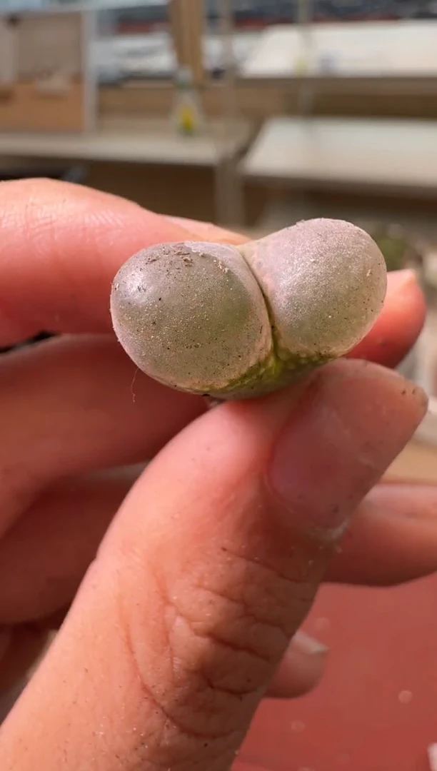 13-306多肉植物肉锥