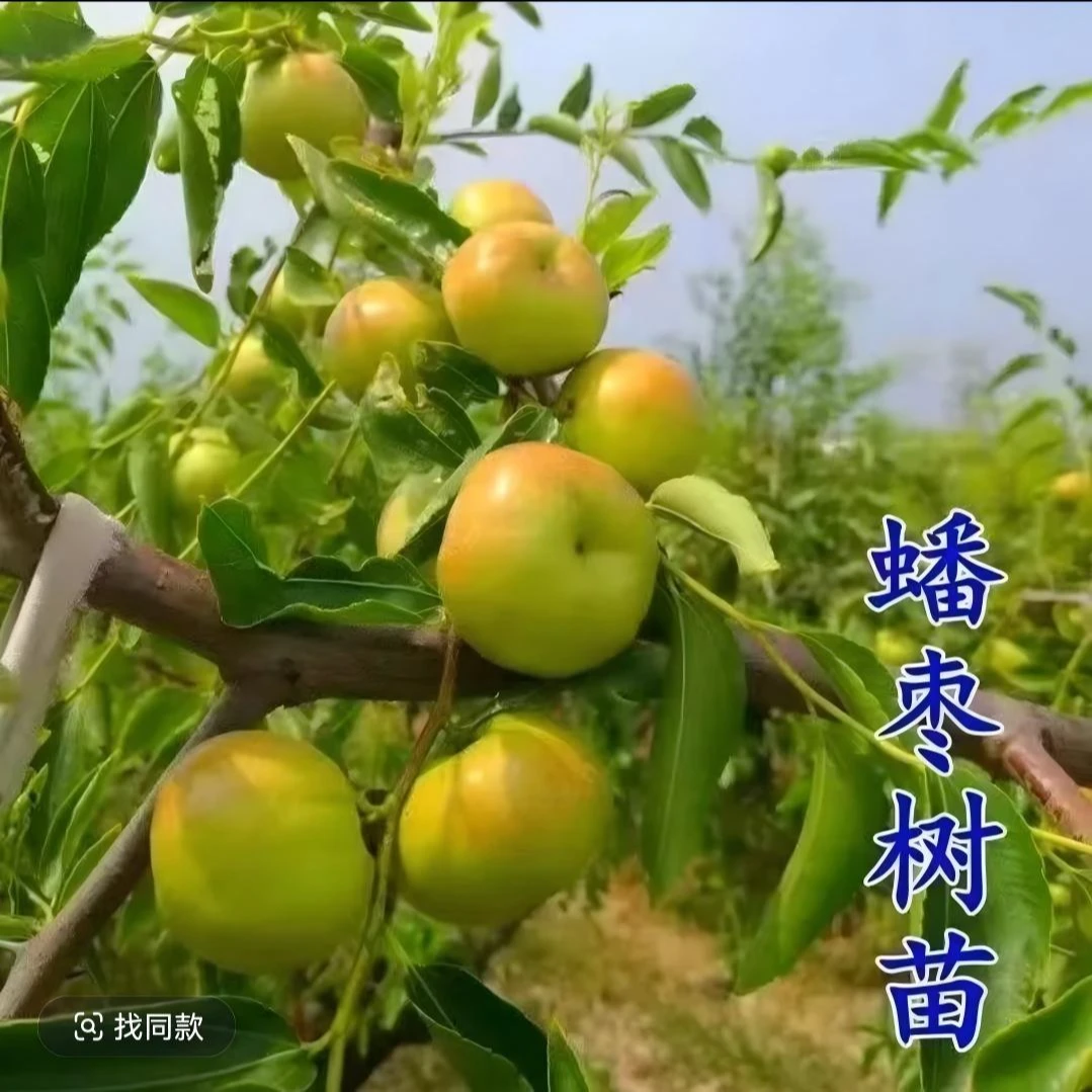 正品潘枣【京沧一号】嫁接穗南北方可种