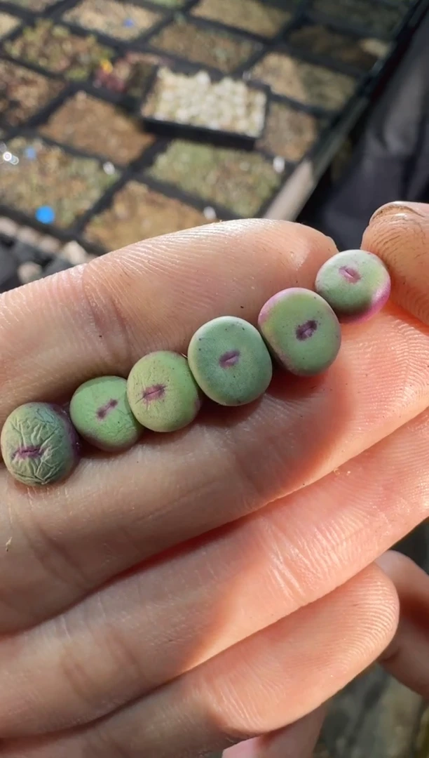 【天津专场】77多肉植物肉锥红嘴一颗