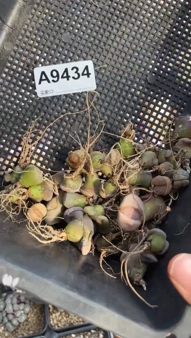 【闪购商品】9434直播一物一拍