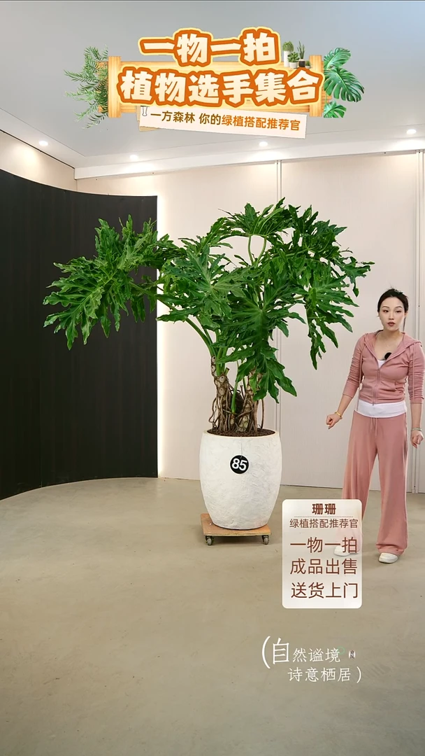 无花朵腻*呢龙鳞春羽连盆种好栽好一整套送货上门