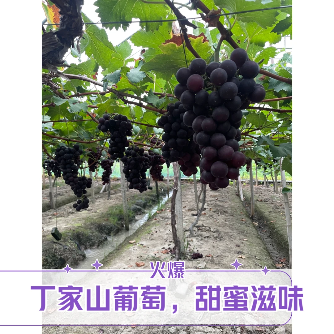 宁波小港丁家山葡萄鲜甜多汁当季新鲜现摘发货水果当季热卖