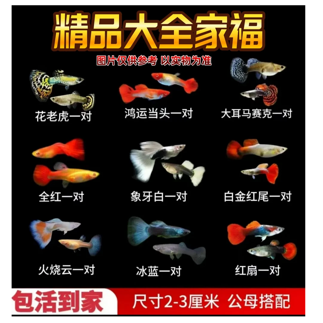 【精品大全家福】小型热带纯种孔雀鱼 胎生鱼公母配对 好养易繁殖