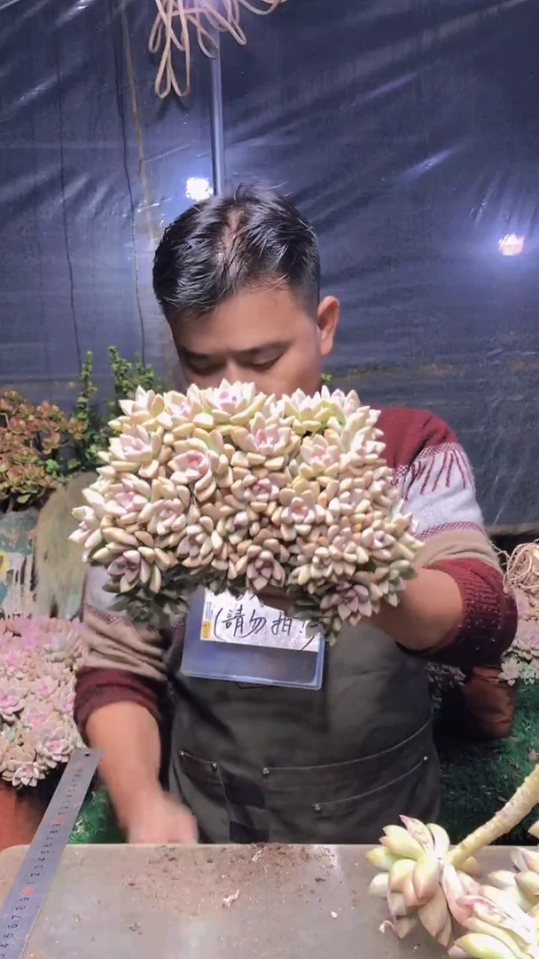 238淡雪缀化一物一拍