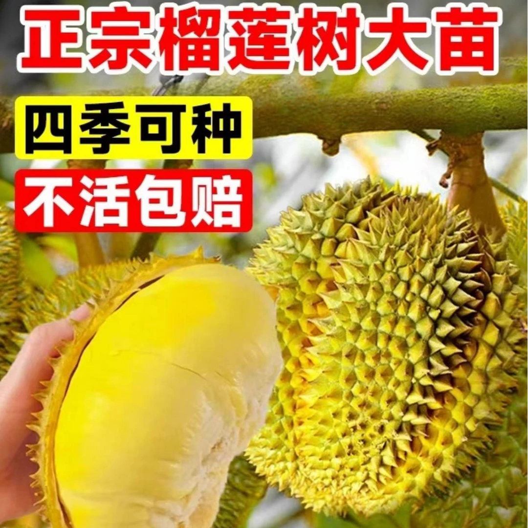 盆栽矮化榴莲苗果树苗猫山王金枕头榴莲苗 [买一送一] 带土球发货