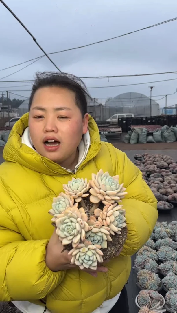 【闪购商品】12-冷香群8.8