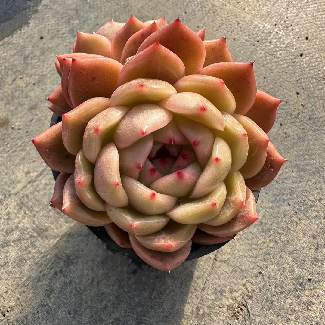 10号东方不败双头珍妮版Q橙多肉植物      前男友精品多肉